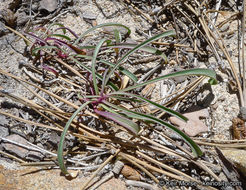 Sivun Penstemon labrosus (A. Gray) Mast. ex Hook. fil. kuva