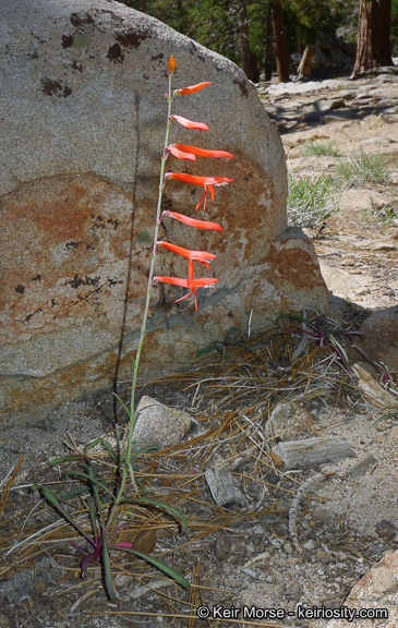 Sivun Penstemon labrosus (A. Gray) Mast. ex Hook. fil. kuva