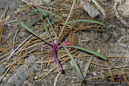 Sivun Penstemon labrosus (A. Gray) Mast. ex Hook. fil. kuva