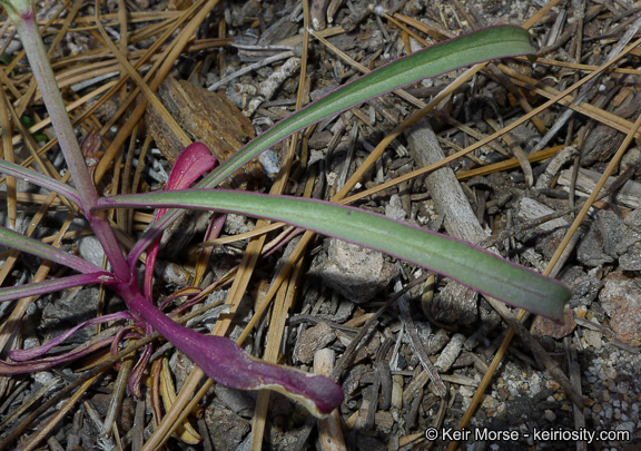 Sivun Penstemon labrosus (A. Gray) Mast. ex Hook. fil. kuva