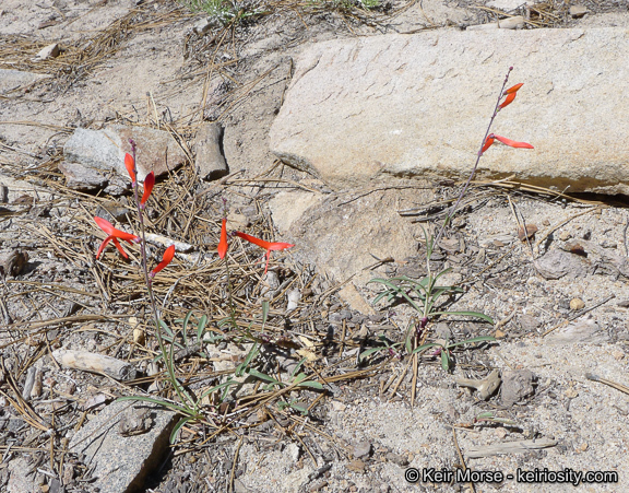 Sivun Penstemon labrosus (A. Gray) Mast. ex Hook. fil. kuva