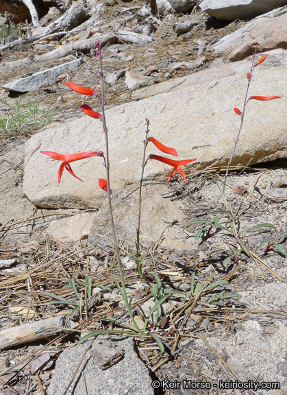 Sivun Penstemon labrosus (A. Gray) Mast. ex Hook. fil. kuva