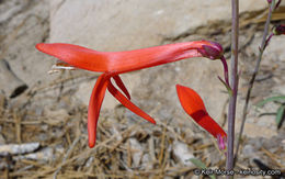 Sivun Penstemon labrosus (A. Gray) Mast. ex Hook. fil. kuva