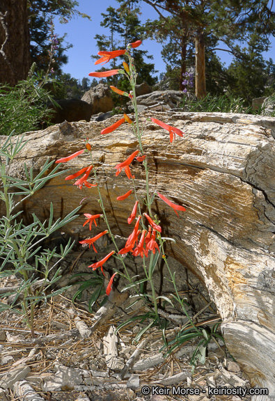 Sivun Penstemon labrosus (A. Gray) Mast. ex Hook. fil. kuva