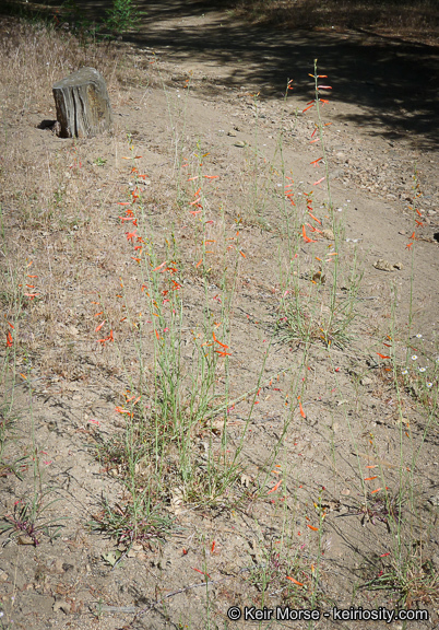 Sivun Penstemon labrosus (A. Gray) Mast. ex Hook. fil. kuva