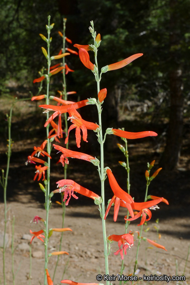 Sivun Penstemon labrosus (A. Gray) Mast. ex Hook. fil. kuva