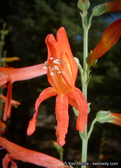 Sivun Penstemon labrosus (A. Gray) Mast. ex Hook. fil. kuva