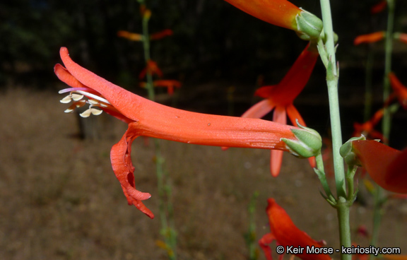 Sivun Penstemon labrosus (A. Gray) Mast. ex Hook. fil. kuva