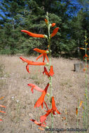 Sivun Penstemon labrosus (A. Gray) Mast. ex Hook. fil. kuva