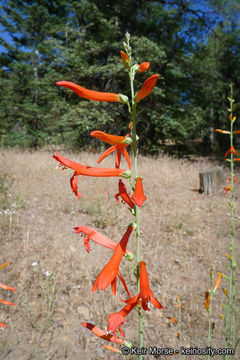 Image of San Gabriel beardtongue