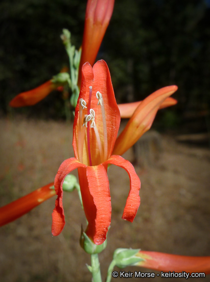 Sivun Penstemon labrosus (A. Gray) Mast. ex Hook. fil. kuva