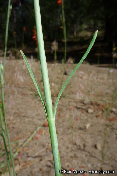 Image of San Gabriel beardtongue