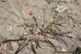 Image of San Gabriel beardtongue