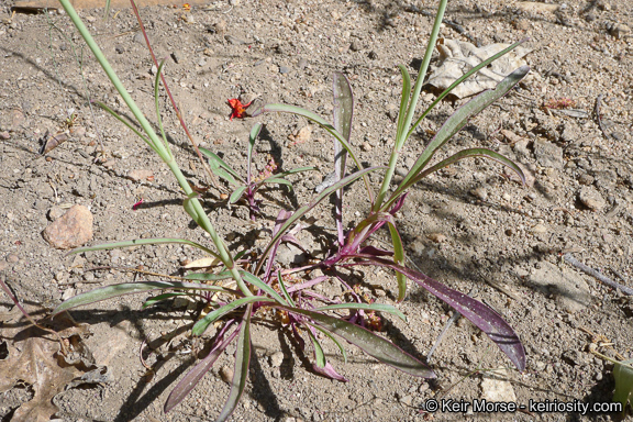 Image of San Gabriel beardtongue