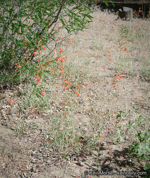 Image of San Gabriel beardtongue