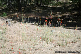 Image of San Gabriel beardtongue