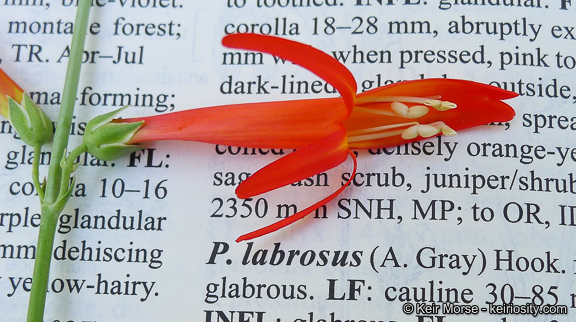 Image of San Gabriel beardtongue