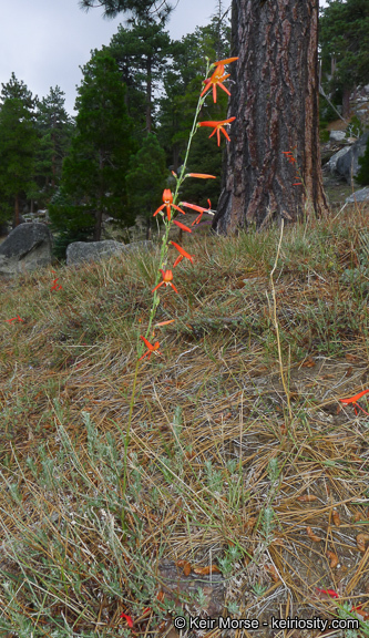 Image of San Gabriel beardtongue