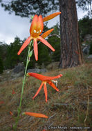 Image of San Gabriel beardtongue