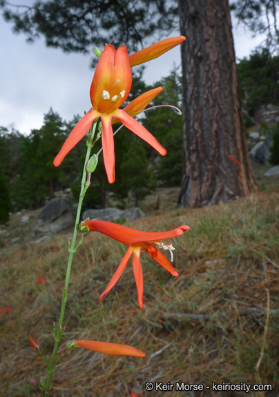 Image of San Gabriel beardtongue