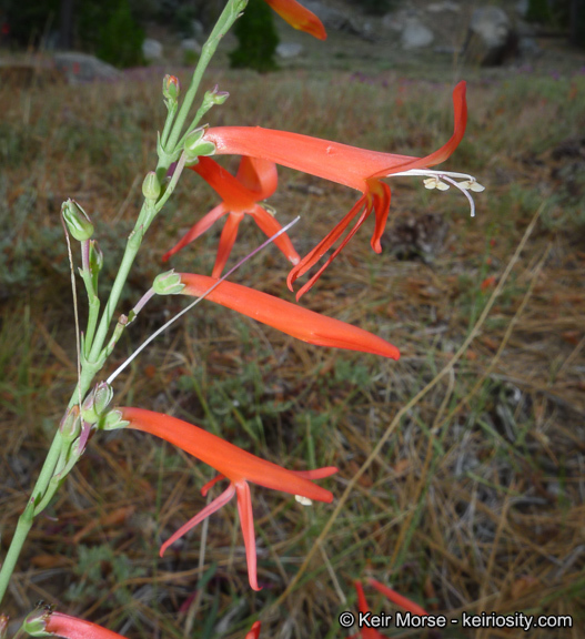 Image of San Gabriel beardtongue