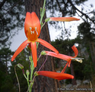 Image of San Gabriel beardtongue