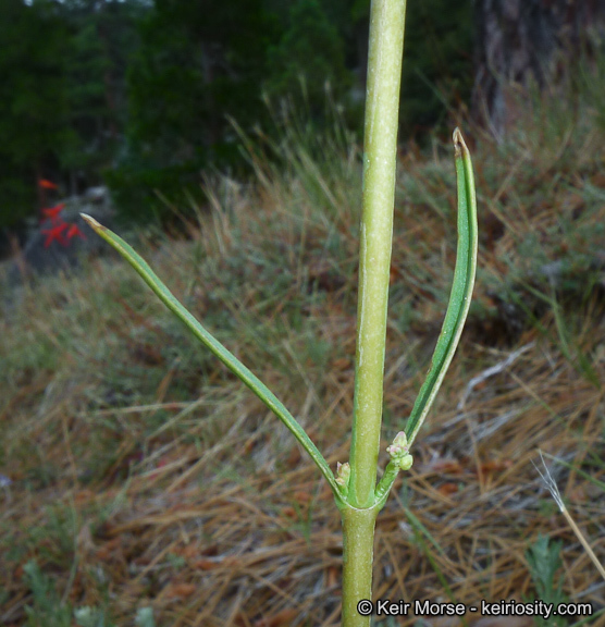 Image of San Gabriel beardtongue