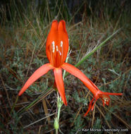 Image of San Gabriel beardtongue