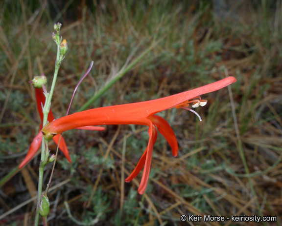 Image of San Gabriel beardtongue