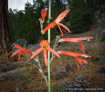 Image of San Gabriel beardtongue