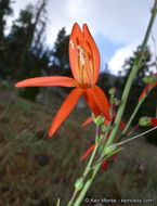 Image of San Gabriel beardtongue