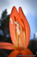 Image of San Gabriel beardtongue