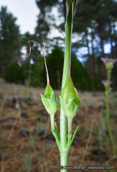 Image of San Gabriel beardtongue