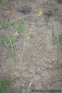 Image of San Gabriel beardtongue