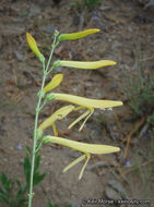 Image of San Gabriel beardtongue