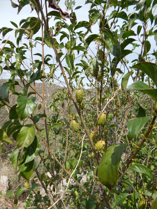 Image of Hintonia latiflora (Sessé & Moc. ex DC.) Bullock