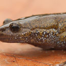 Image of Jeju salamander