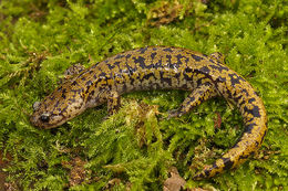 Image of Hida Salamander