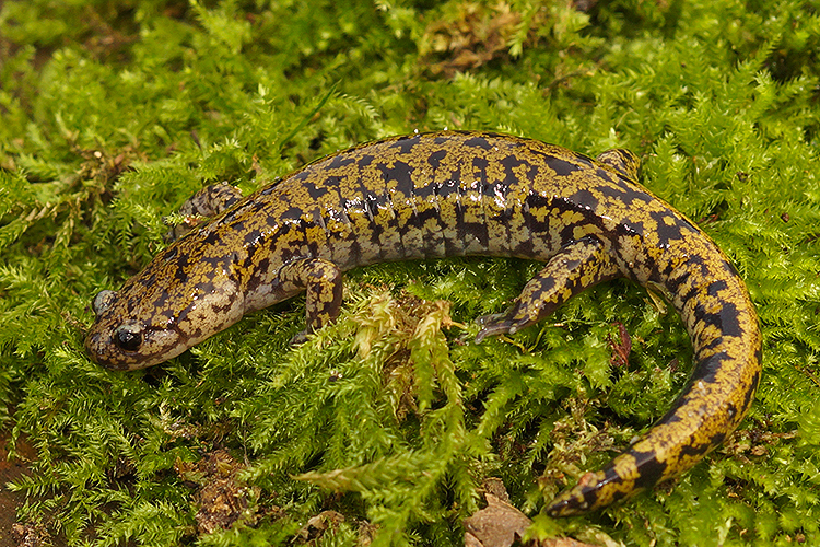 Image of Hida Salamander