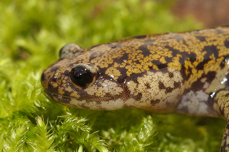 Image of Hida Salamander