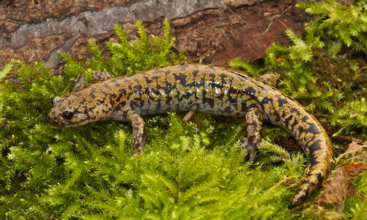 Image of Hida Salamander