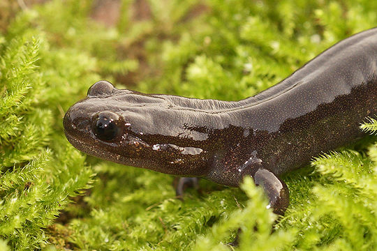 Image of Ezo Salamander