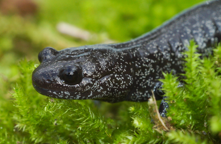 Image of Hynobius hirosei Lantz 1931