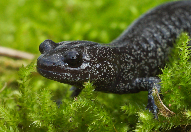 Image of Hynobius hirosei Lantz 1931