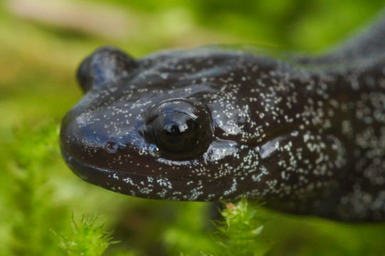 Image of Hynobius hirosei Lantz 1931