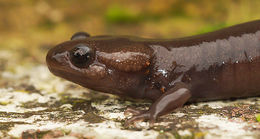 Image of Northwestern Salamander