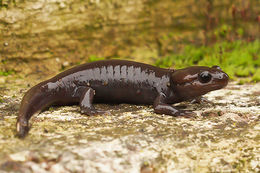 Image of Northwestern Salamander