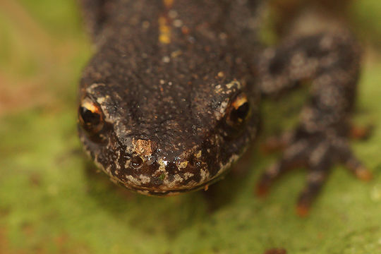 Image of Triturus ivanbureschi Arntzen & Wielstra ex Wielstra, Litvinchuk, Naumov, Tzankov & Arntzen 2013