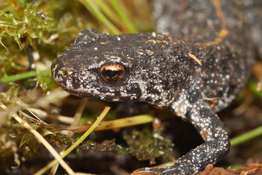 Image of Triturus ivanbureschi Arntzen & Wielstra ex Wielstra, Litvinchuk, Naumov, Tzankov & Arntzen 2013