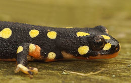 Image of Azerbaijan Newt